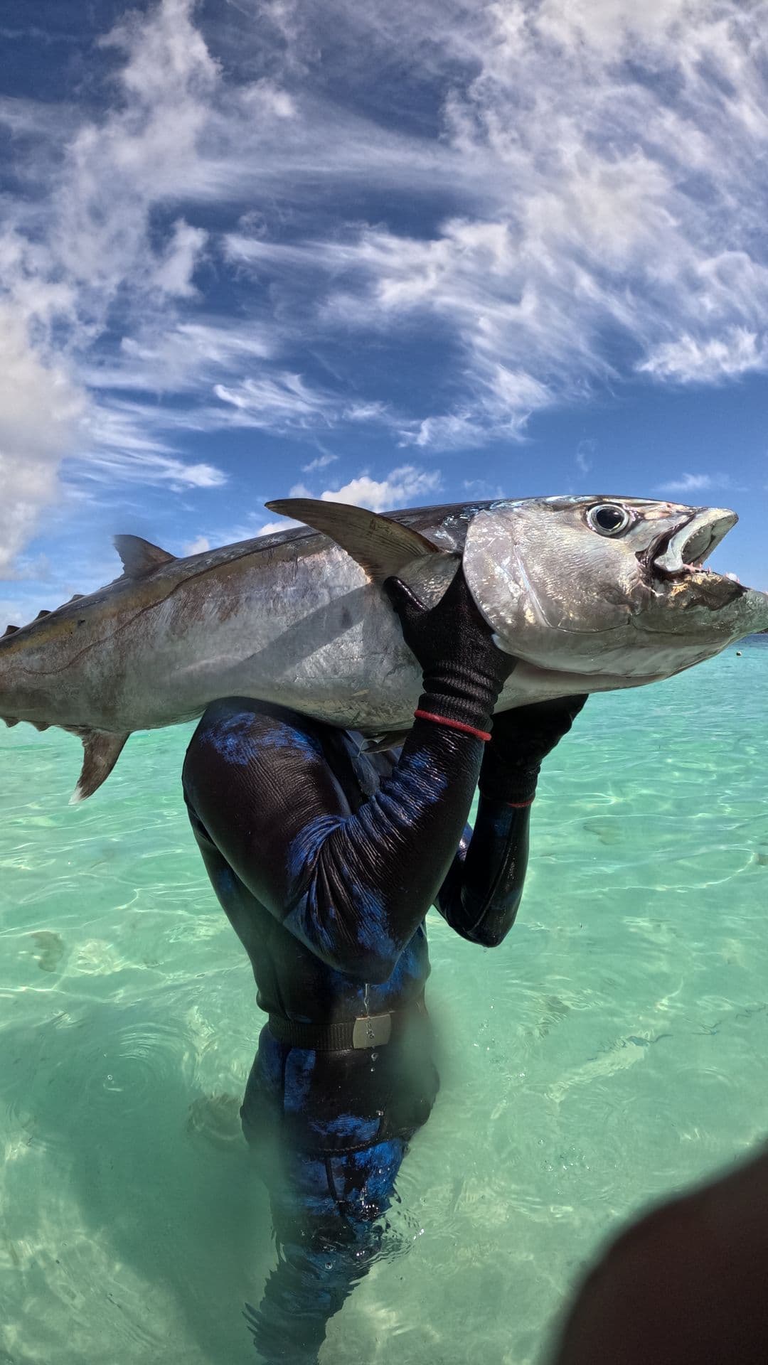 Spearo carrying a dogtooth tuna across their shoulders in shallow turquoise water